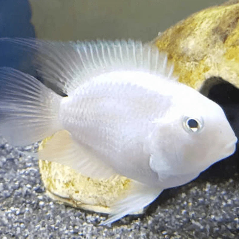 Polar Ice Parrot Cichlid (Cichlasoma sp. var) - Live Fish