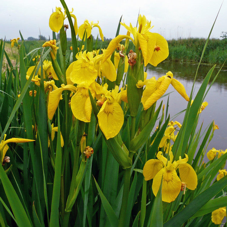 Water Iris, 3 pack, bare root aquatic plant (Iris laevigata)