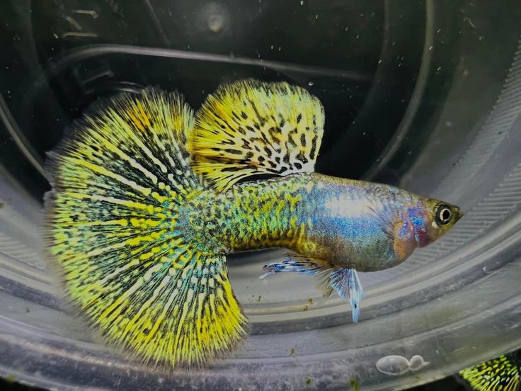 Yellow Dragon Guppy (Poecilia reticulata) - Live Fish