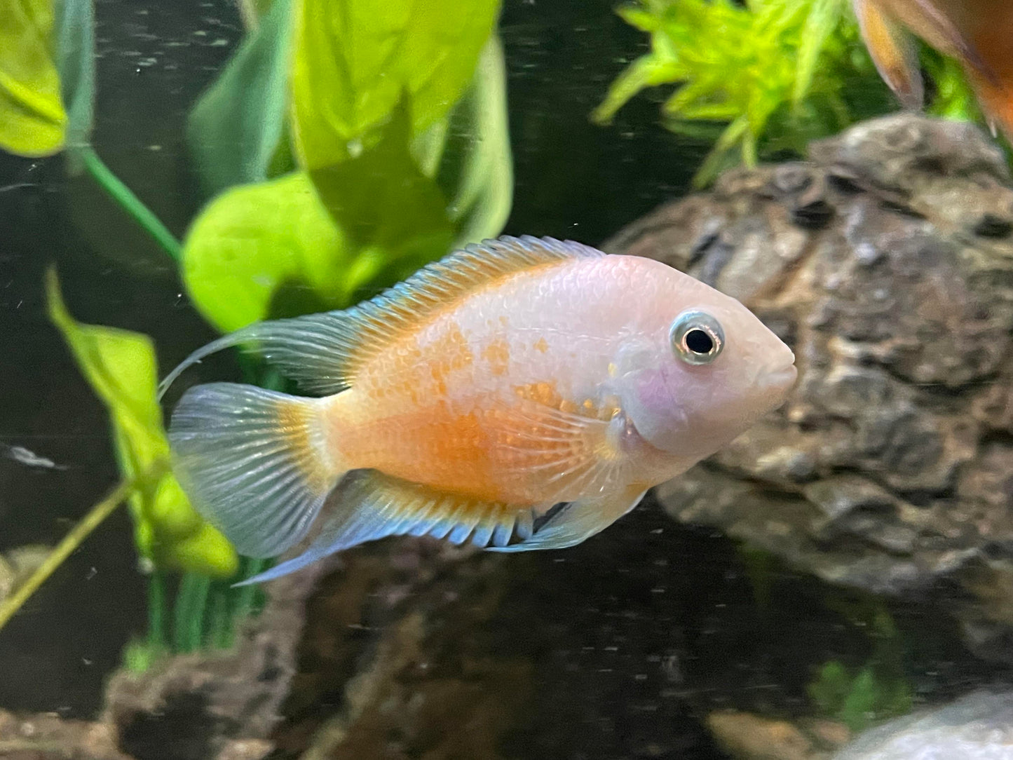 Pink Convict Cichlid (Amatitlania nigrofasciata) - Live Fish