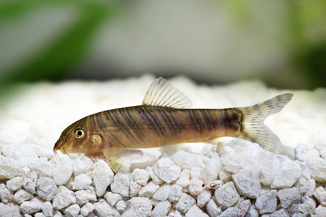 Zebra Loach (Botia Striata) - Live Fish