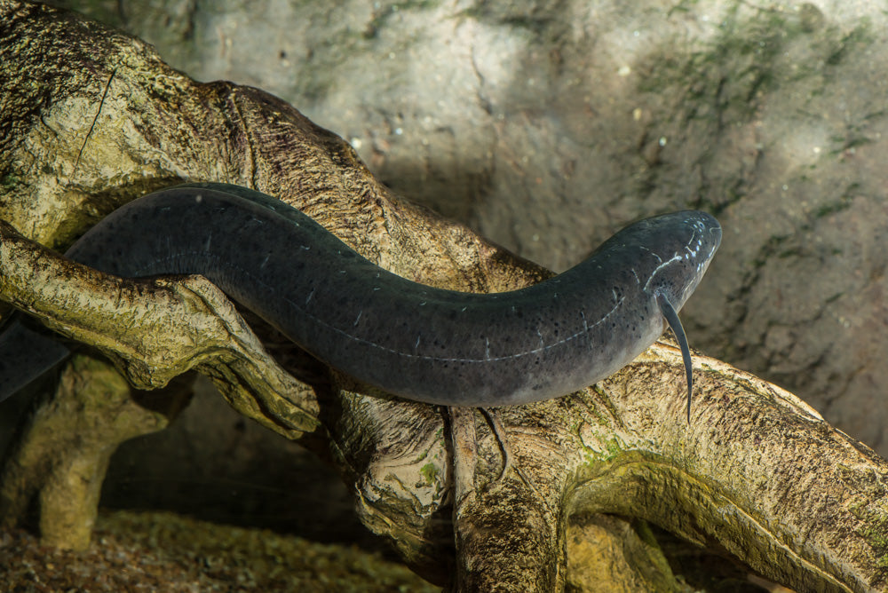 Lungfish
