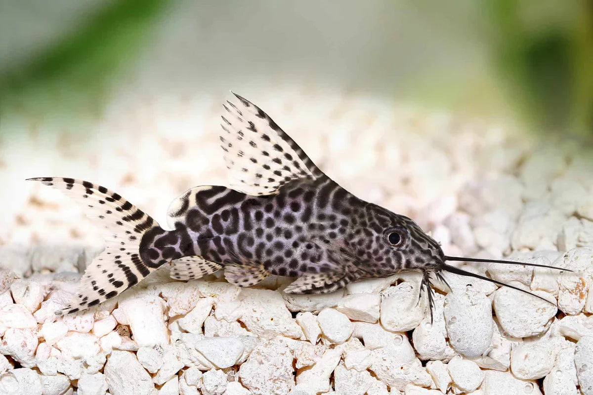 Synodontis