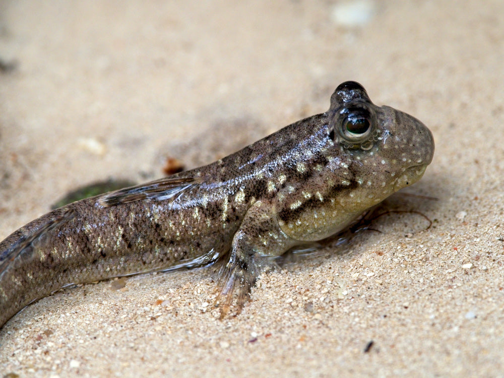 Mudskipper