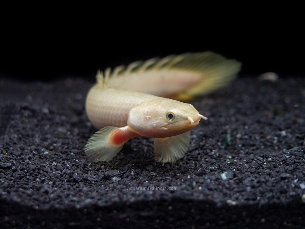 Bichir-Polypterus
