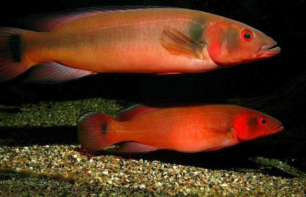 Pike