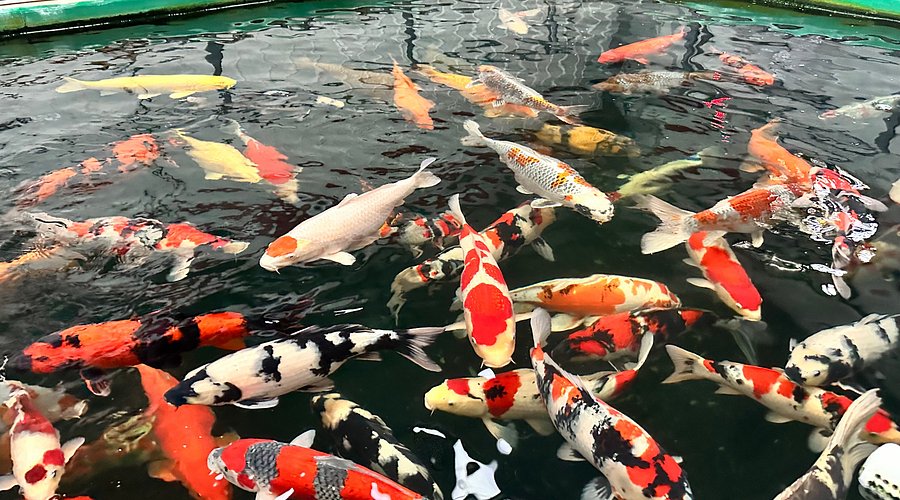 Koi