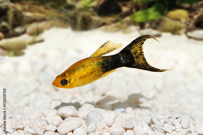 Golden Panda Lyretail Molly (Poecilia sphenops) - Live Fish