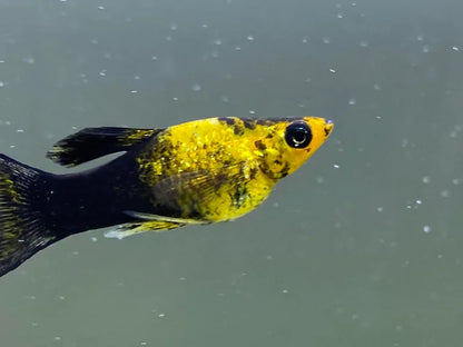 Golden Panda Lyretail Molly (Poecilia sphenops) - Live Fish