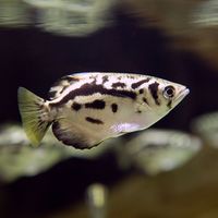 Golden Archer Fish (Toxotes blythii or Toxotes chatareus)