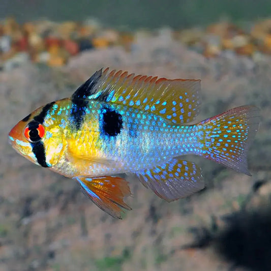 Blue Ram - Live Fish