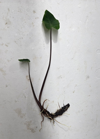 Taro, 2 pack, bare root aquatic plant (Colocasia esculenta)