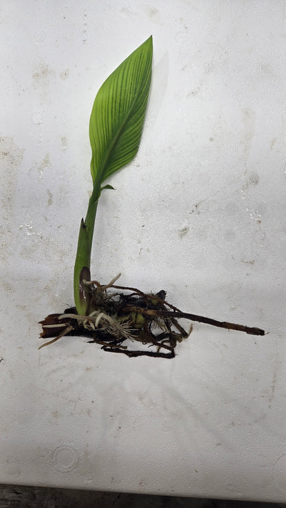 Canna, 2 pack, bare root aquatic plant (Thalia dealbata)
