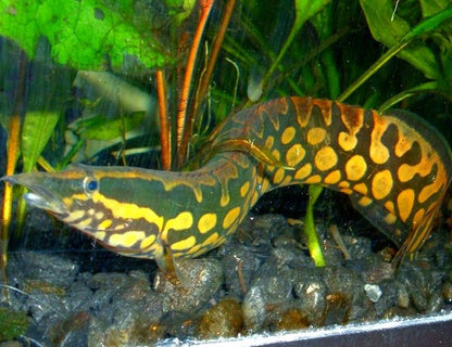 Tire Track Spiny Eel, MED (Mastacembelus armatus)