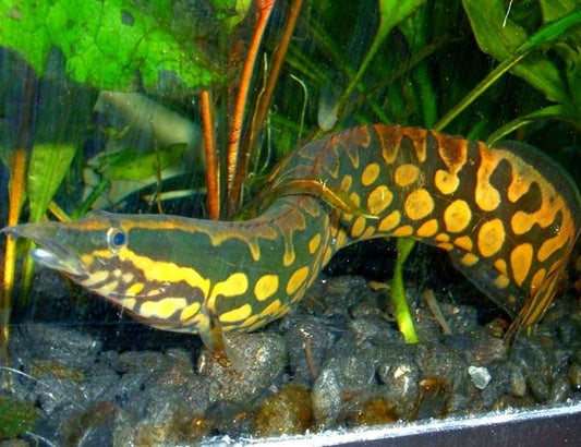 Tire Track Spiny Eel, MED (Mastacembelus armatus)