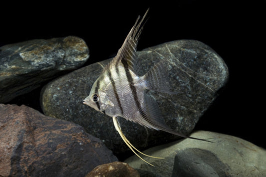 Leopold’s Wild Angelfish (Pterophyllum leopoldi) -Live Fish