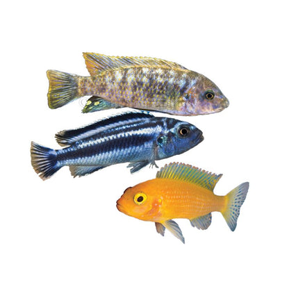 Assorted African Cichlids - Live Fish