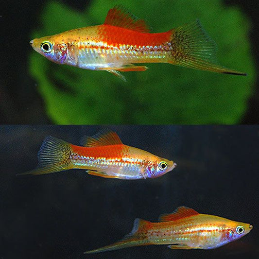 Pineapple Swordtail (Xiphophorus hellerii) - Live Fish