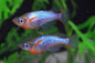 Daisy blue Ricefish Killifish