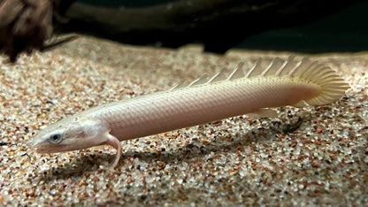 Polypterus Senegalus