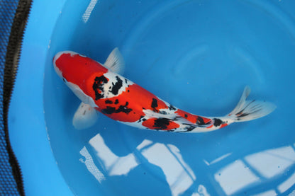 Koi  3-4 inch