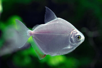 Silver Dollar Fish (Metynnis argenteus) - Live Fish