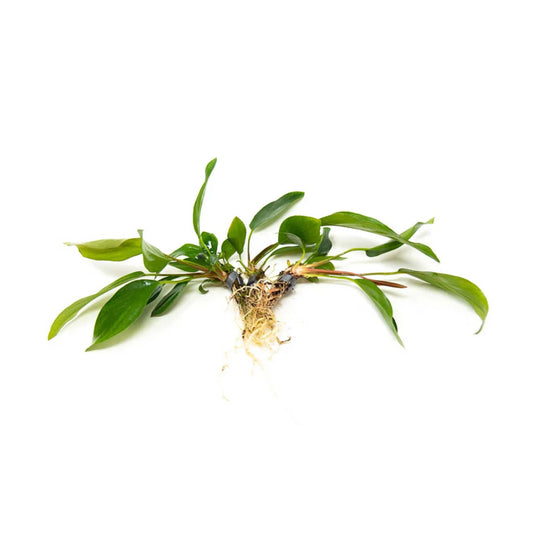 Root - Anubias Assorted