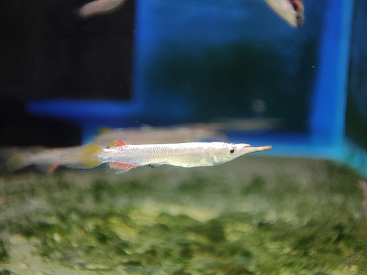 Platinum Celebes Halfbeak (Nomorhamphus liemi var. albino)