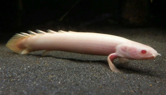 Albino Senegal Bichir Eel (Polypterus senegalus) - Live Fish