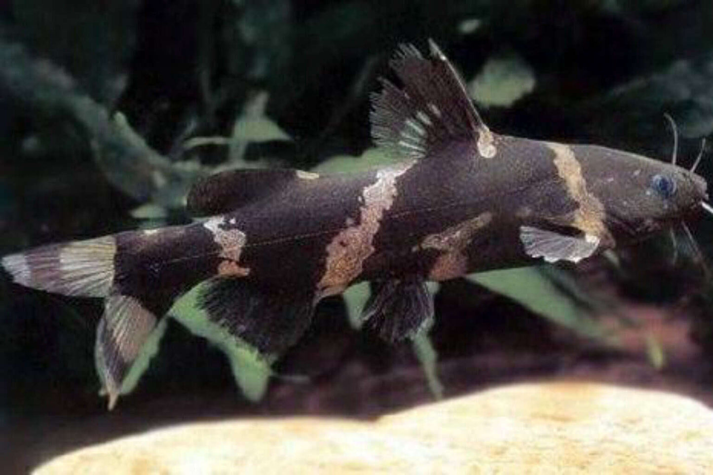 Bumblebee Catfish (Microglanis iheringi) - Live Fish
