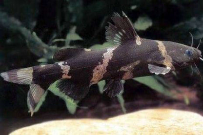 Bumblebee Catfish (Microglanis iheringi) - Live Fish