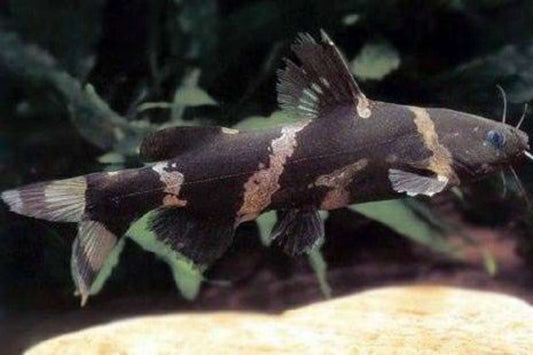 Bumblebee Catfish (Microglanis iheringi) - Live Fish