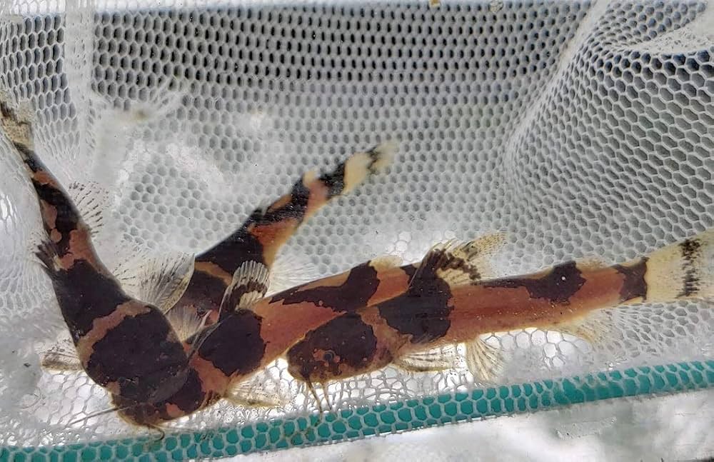 Bumblebee Catfish (Microglanis iheringi) - Live Fish