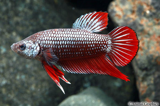 Roundtail Dragon Scale Betta (Betta splendens) – Male