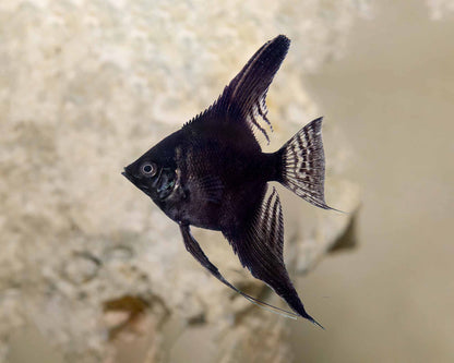 Black Angelfish, small (Pterophyllum scalare) -Live Fish