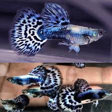 Elephant Ear Blue Guppy, male (Poecilia reticulata) - Live Fish