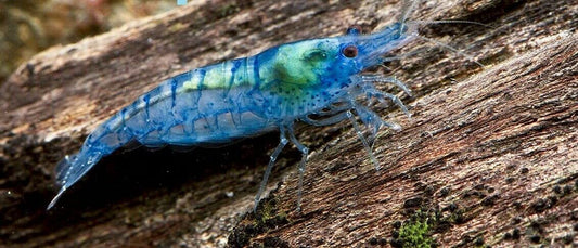 Blue Velvet Shrimp (Neocaridina davidi)