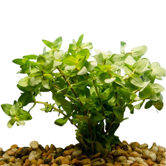 Bunch - Plants Assorted