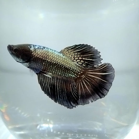 Samurai Black Betta (Betta splendens) –MALE