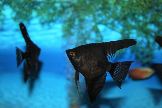 Black Angelfish, small (Pterophyllum scalare) -Live Fish