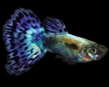 Elephant Ear Blue Guppy, male (Poecilia reticulata) - Live Fish