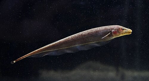 Brown Ghost Knifefish (Apteronotus leptorhynchus)