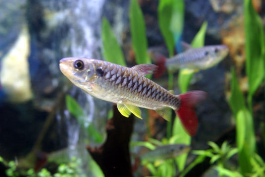Pinktail Chalceus