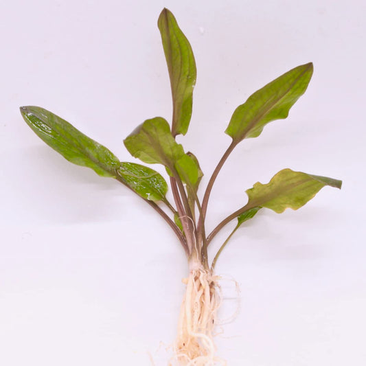Root - Crypt Assorted