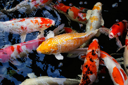 Koi  3-4 inch