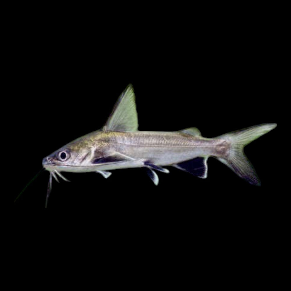 Silver Shark Catfish (Ariopsis seemanni) - Live Fish