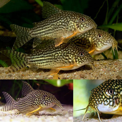 Sterbai Corydoras (Corydoras sterbai) - Live Fish