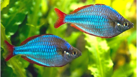 Dwarf Neon Rainbowfish (Melanotaenia praecox)