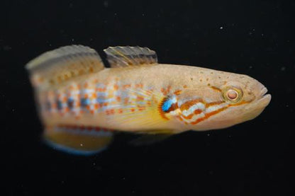 Banded Mogurnda Goby (Mogurnda cingulata)
