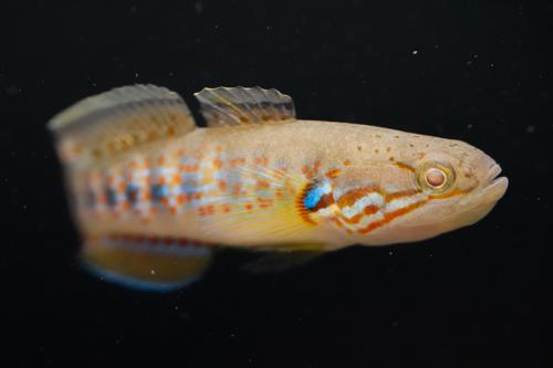 Banded Mogurnda Goby (Mogurnda cingulata)